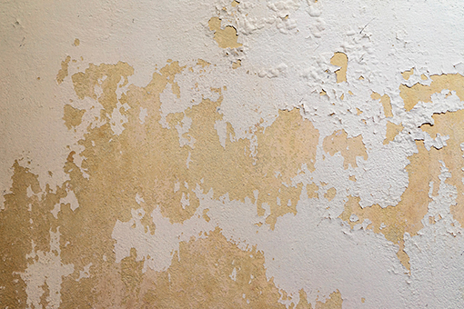 Paint Peeling Off a Wall In Need of Services by Residential and Commercial Painters in Tampa FL